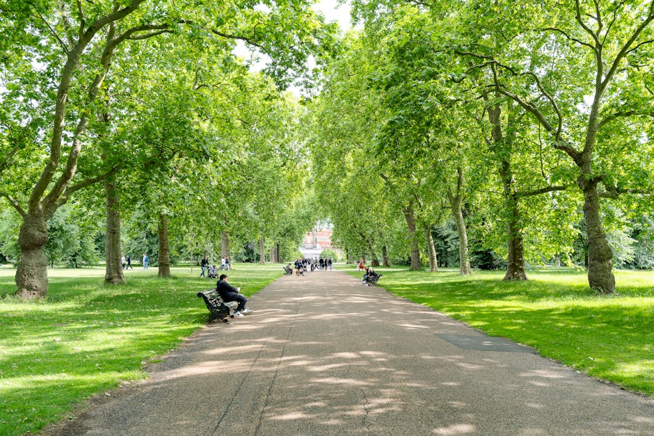 A wide pathway lined with evenly spaced mature trees with lush green leaves, forming a canopy overhead. The pathway is paved with a smooth, light-colored surface and is flanked by well-maintained grassy areas. Several park benches are positioned along the sides of the path, with a few people sitting on them, some of whom are wearing dark clothing. The scene is bright, indicating daytime, with dappled sunlight filtering through the tree branches, creating patches of light and shadow on the ground. The background shows more trees and a glimpse of a distant building, contributing to a peaceful, natural ambiance. This setting exemplifies a clean, scenic outdoor space, maintained by professionals such as Cleaners Kensington, specializing in surface cleaning and outdoor area maintenance for venues like Kensington Palace event locations.